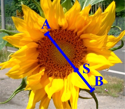 Sonnenblume